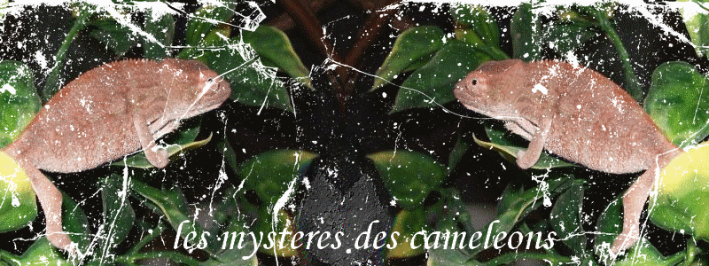 les mysteres des cameleons Forum Index
