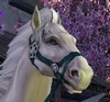 馬 Cheval 馬 Cheval