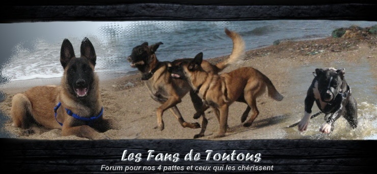 Les fans de toutous Forum Index