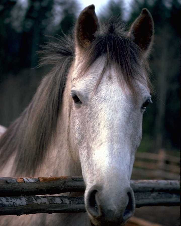 image-cheval-barrièrfanfan