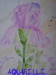 AQUARELLE - PASTEL - HUILE - ACRYLIQUE - GOUACHE - DESSIN ... Forum Index