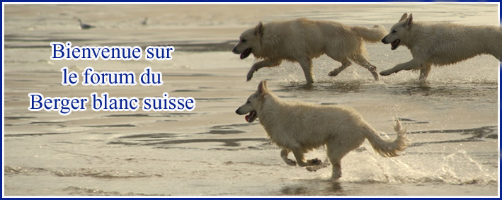 Forum Berger Blanc Suisse