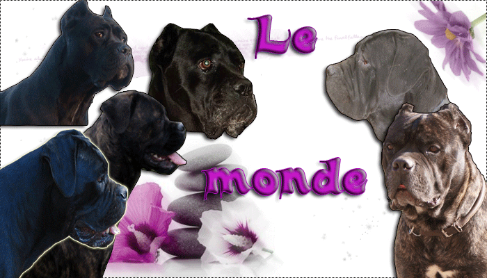 Le monde du cane corso Forum Index