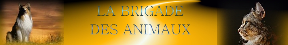 LA BRIGADE DES ANIMAUX Forum Index
