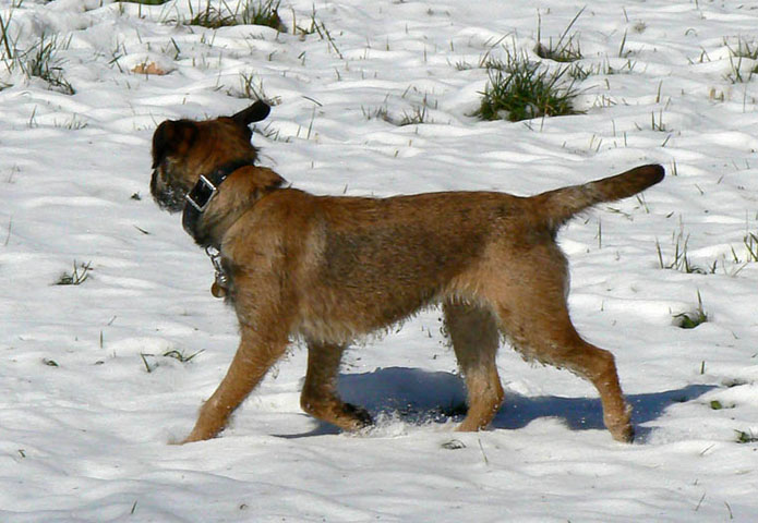 Terriers & co Forum Index