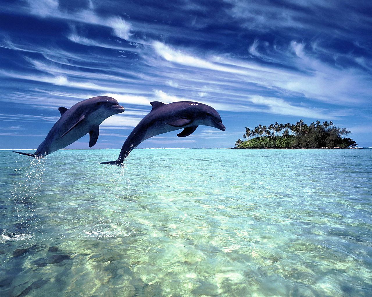 image-dauphins-mer-fanfan