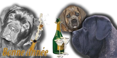 Le monde du cane corso Forum Index