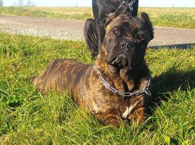 bebe cane corso