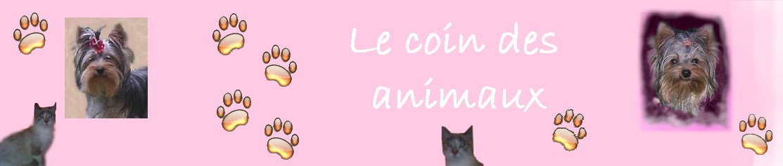 Pour.nos.animox : Le coin des animaux pour mieux les comprendre et les aimer Forum Index