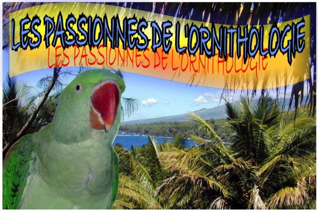 FORUM LES PASSIONNES DE L'ORNITHOLOGIE Forum Index