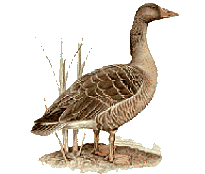 chasse au gibier d'eau Forum Index