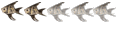 kuhli