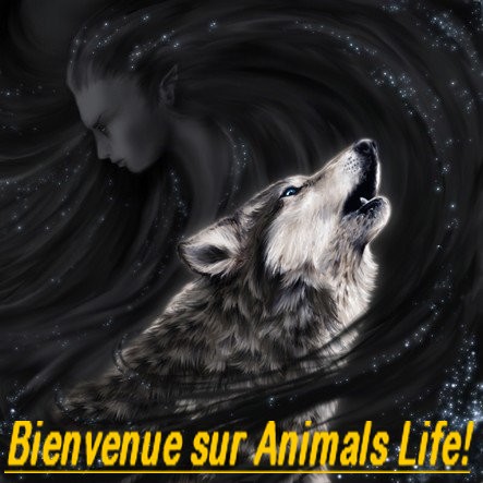 animals life Forum Index