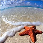 caribbean_beach_starfish150-2501b2.jpg