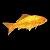 Poisson rouge (Carassius auratus)