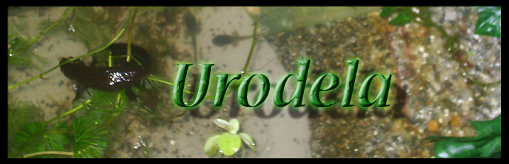 Urodela Forum Index
